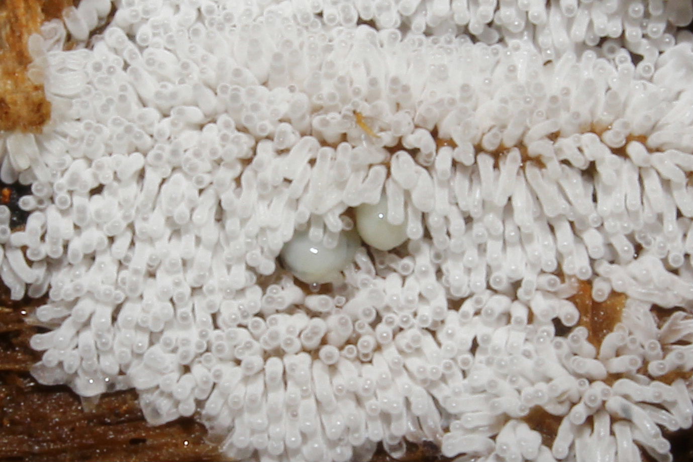 Fungo da determinare-1